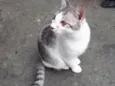 Defini como “Loki”