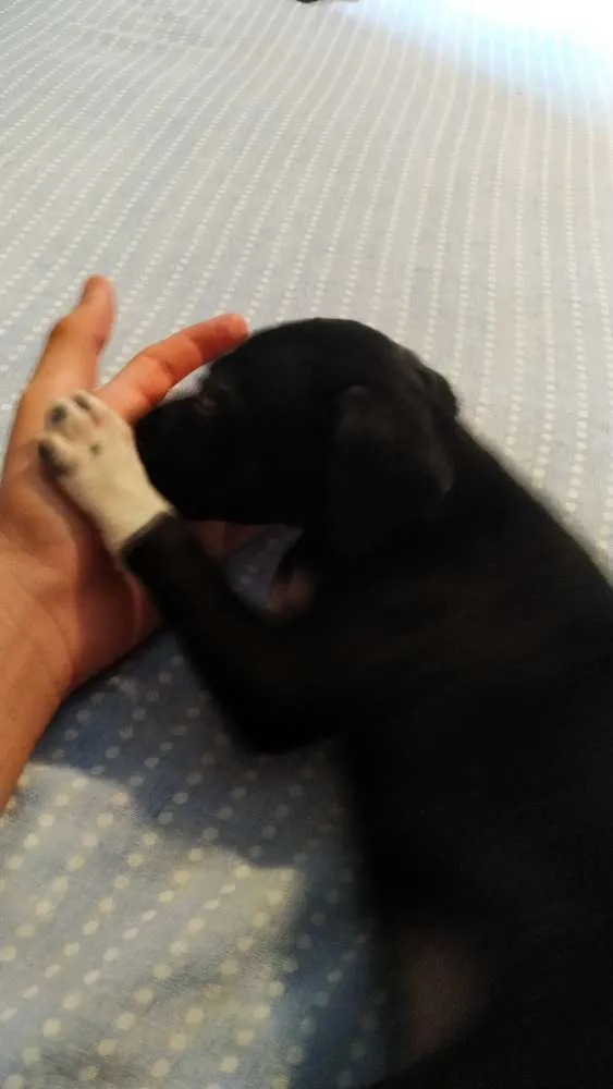 Cachorro ra a Vira Lata idade Abaixo de 2 meses nome [A escolher]