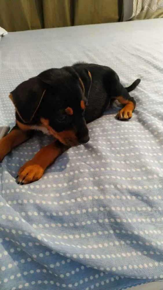 Cachorro ra a Vira Lata idade Abaixo de 2 meses nome [A escolher]