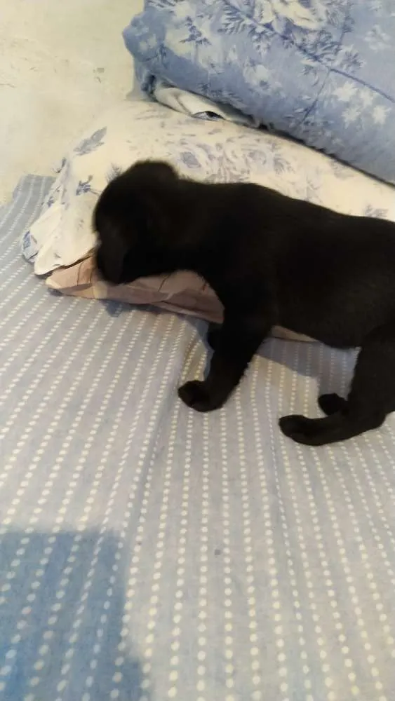 Cachorro ra a Vira Lata idade Abaixo de 2 meses nome [A escolher]