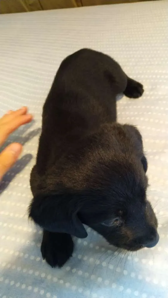 Cachorro ra a Vira Lata idade Abaixo de 2 meses nome [A escolher]