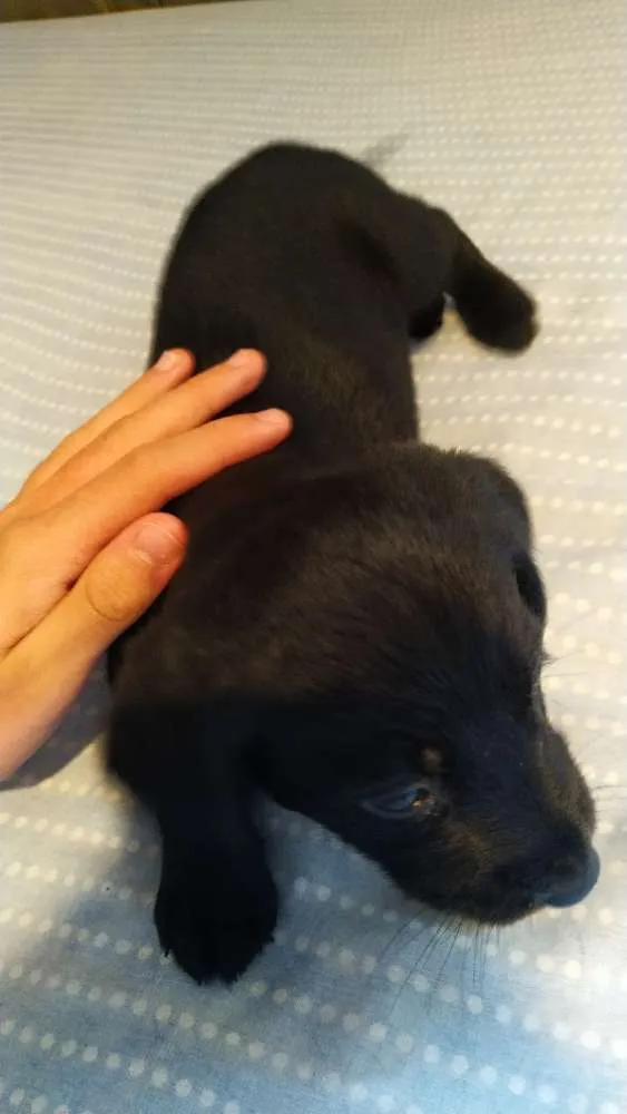 Cachorro ra a Vira Lata idade Abaixo de 2 meses nome [A escolher]