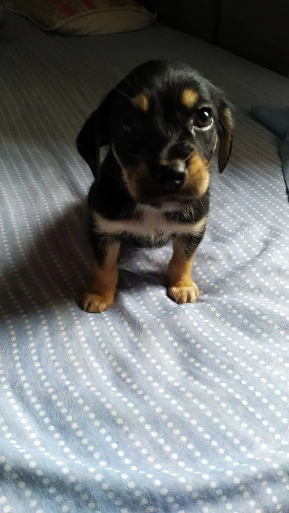 Cachorro ra a Vira Lata idade Abaixo de 2 meses nome [A escolher]