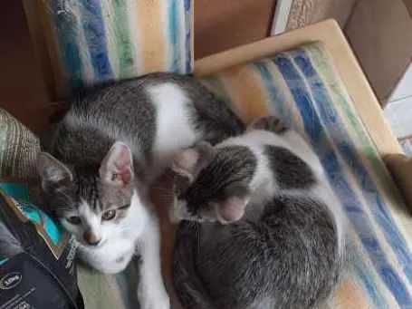 Gato ra a  idade 2 a 6 meses nome Pintados