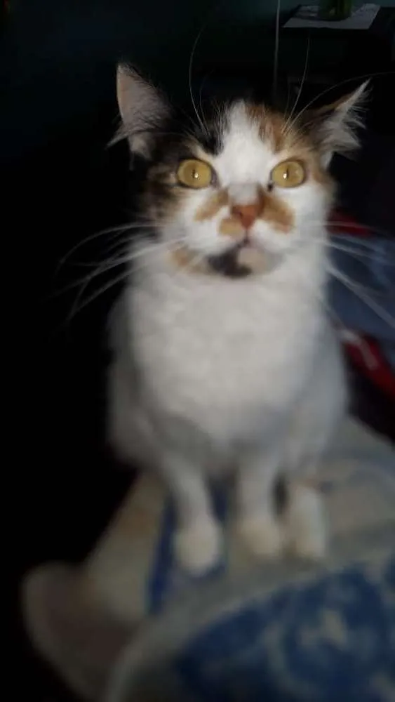 Gato ra a  idade 4 anos nome Lady