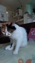 Lady