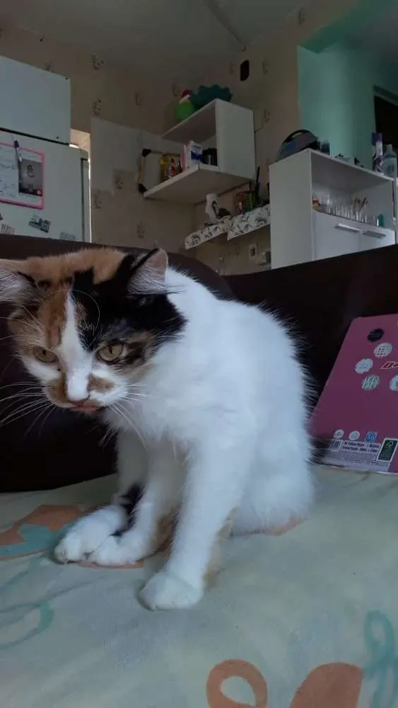 Gato ra a  idade 4 anos nome Lady