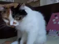 Lady