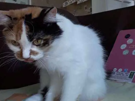 Gato ra a  idade 4 anos nome Lady