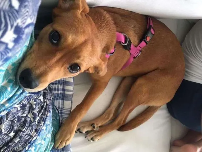 Cachorro ra a Vira lata  idade 7 a 11 meses nome Cookie