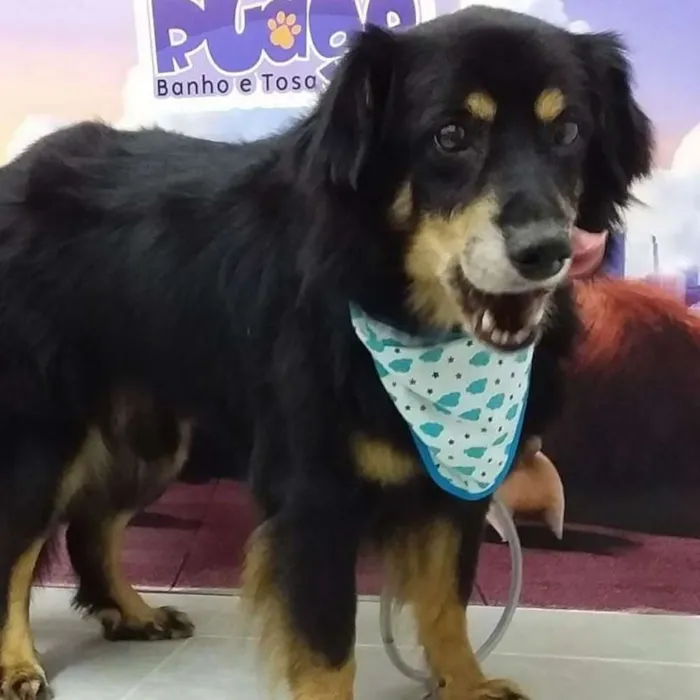 Cachorro ra a Srd idade 5 anos nome Glück 
