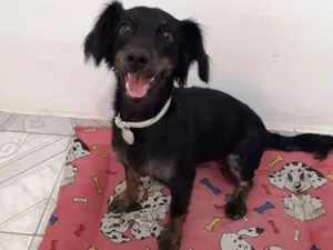 Cachorro raça SRD idade 1 ano nome Shiva