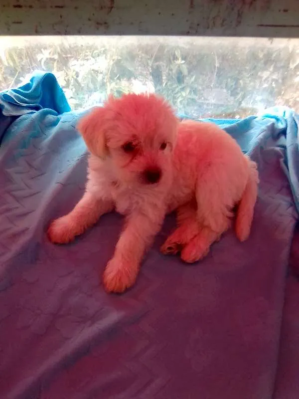 Cachorro ra a Shnauzer/poodle idade Abaixo de 2 meses nome filhotes