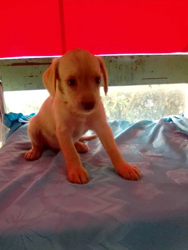 Cachorro ra a Shnauzer/poodle idade Abaixo de 2 meses nome filhotes