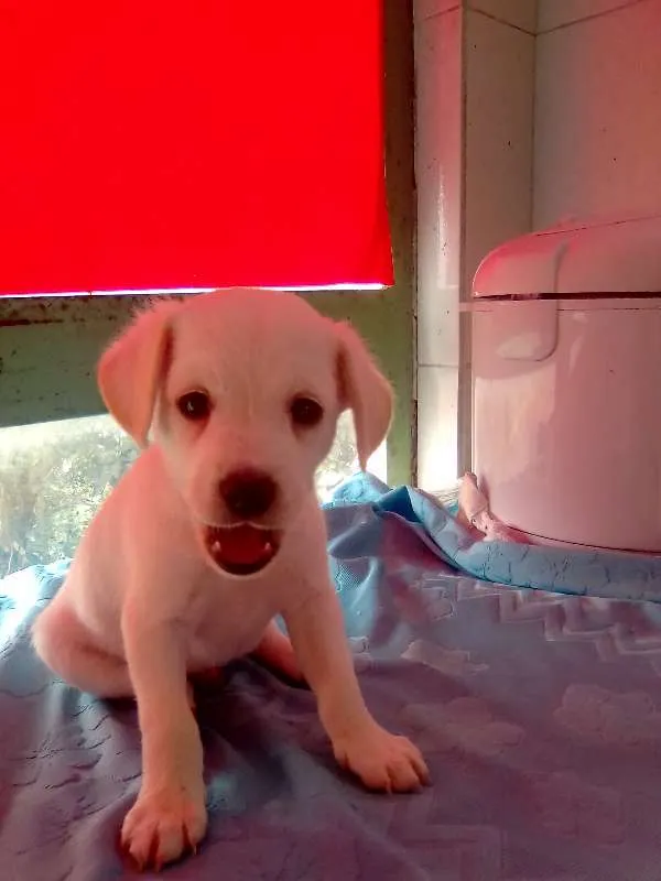 Cachorro ra a Shnauzer/poodle idade Abaixo de 2 meses nome filhotes