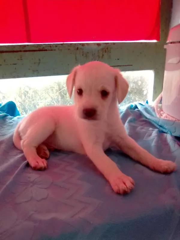 Cachorro ra a Shnauzer/poodle idade Abaixo de 2 meses nome filhotes