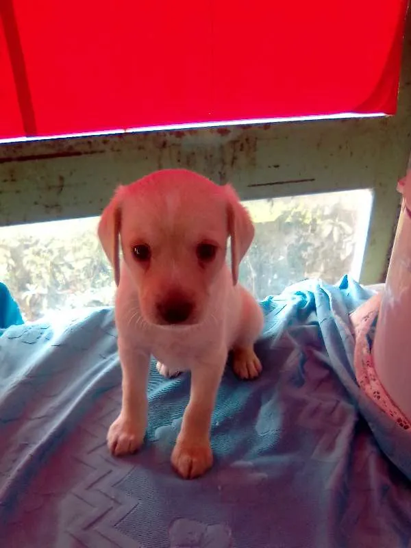 Cachorro ra a Shnauzer/poodle idade Abaixo de 2 meses nome filhotes