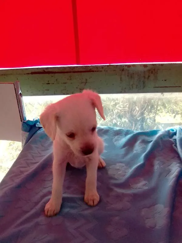 Cachorro ra a Shnauzer/poodle idade Abaixo de 2 meses nome filhotes