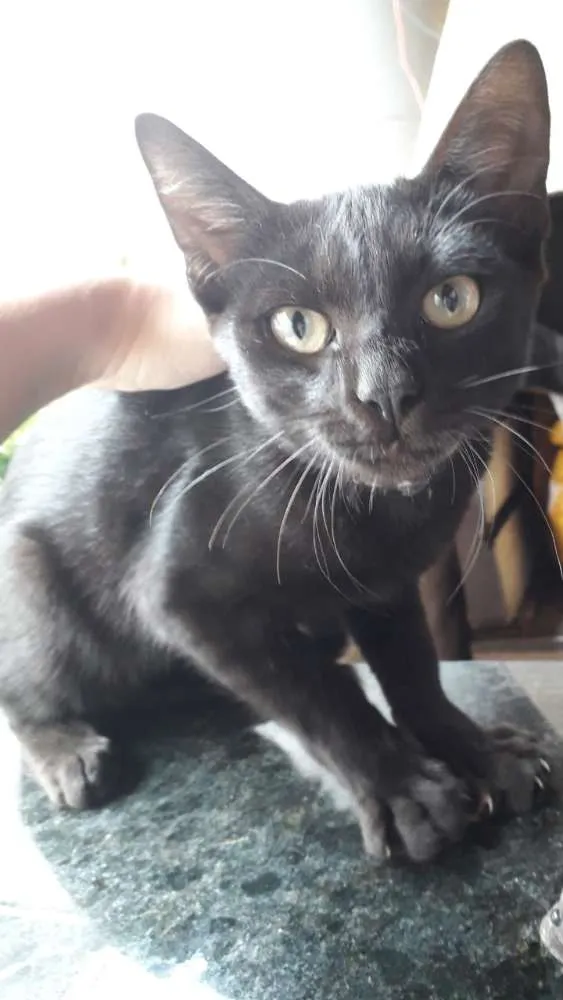 Gato ra a  idade 2 a 6 meses nome Não tem