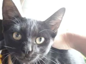 Gato raça  idade 2 a 6 meses nome Não tem