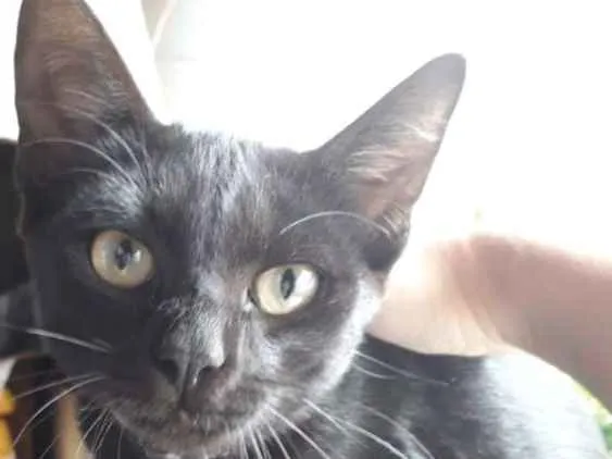 Gato ra a  idade 2 a 6 meses nome Não tem