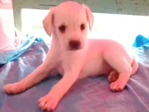 Cachorro raça Shnauzer/poodle idade Abaixo de 2 meses nome filhotes