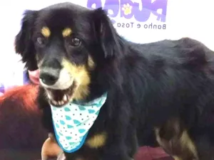 Cachorro raça Srd idade 5 anos nome Glück 