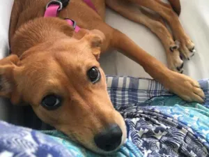 Cachorro raça Vira lata  idade 7 a 11 meses nome Cookie