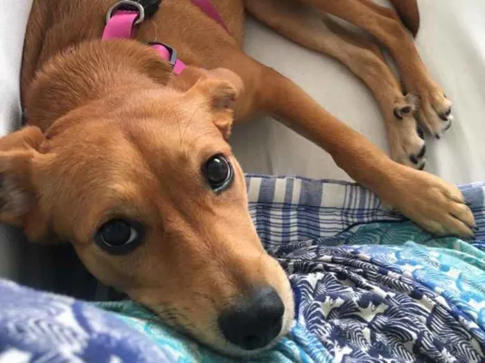 Cachorro ra a Vira lata  idade 7 a 11 meses nome Cookie