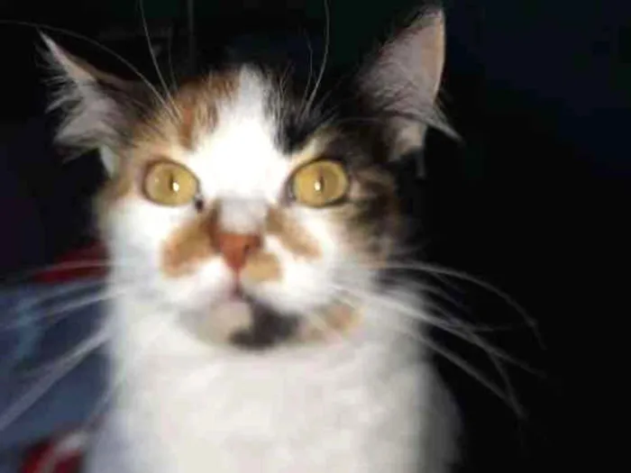Gato ra a  idade 4 anos nome Lady