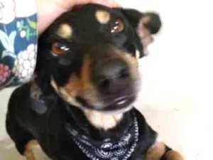 Cachorro raça Vira Lata idade 4 anos nome Nina