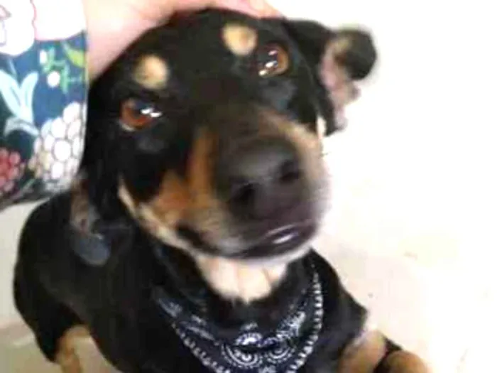Cachorro ra a Vira Lata idade 4 anos nome Nina