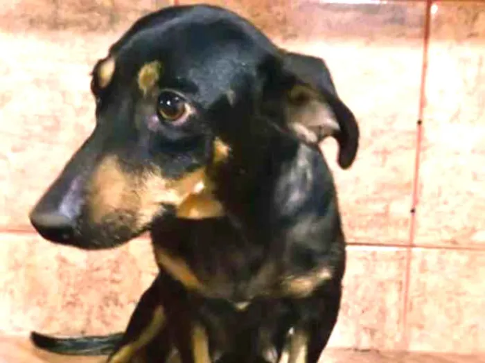 Cachorro ra a Vira Lata idade 4 anos nome Nina