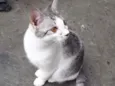 Defini como “Loki”
