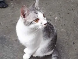 Gato raça Sem raça idade 2 a 6 meses nome Defini como “Loki”