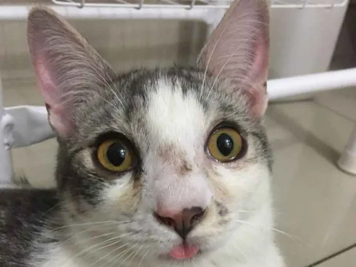 Gato ra a Sem raça idade 2 a 6 meses nome Defini como “Loki”
