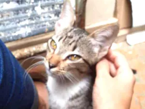Gato raça  idade Abaixo de 2 meses nome Sem nome 