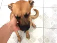 Pipoca