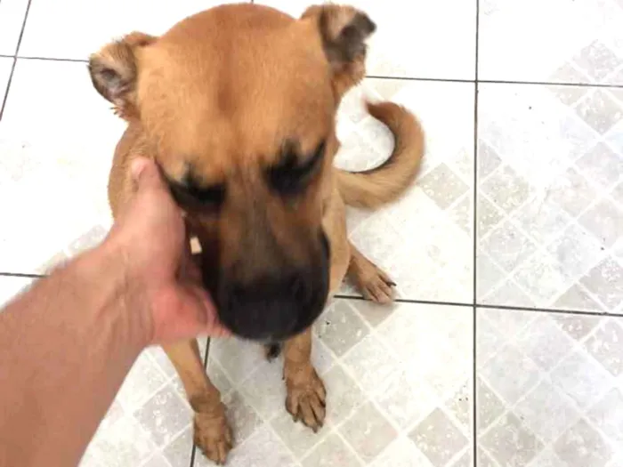 Cachorro ra a Pastor alemão/boxer idade 7 a 11 meses nome Pipoca