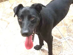 Cachorro raça Indefenida idade 1 ano nome Nina