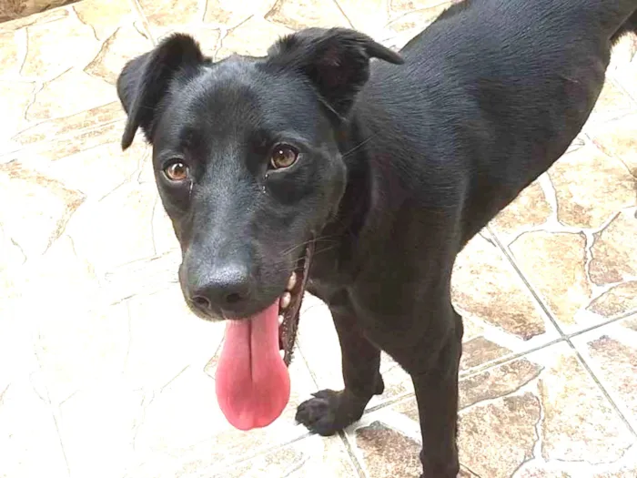 Cachorro ra a Indefenida idade 1 ano nome Nina
