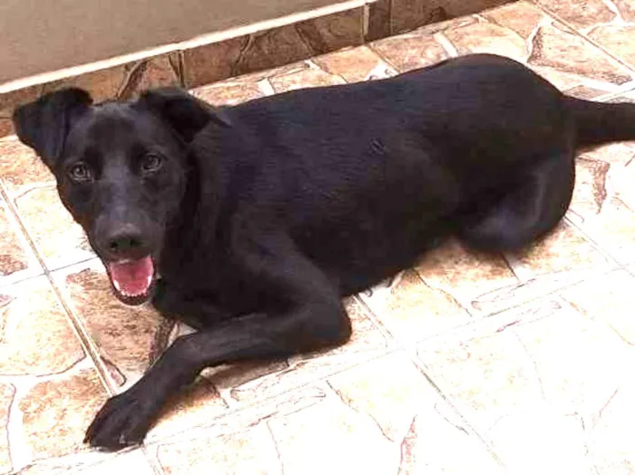 Cachorro ra a Indefenida idade 1 ano nome Nina