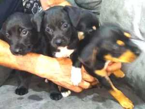 Cachorro raça Vira Lata idade Abaixo de 2 meses nome [A escolher]