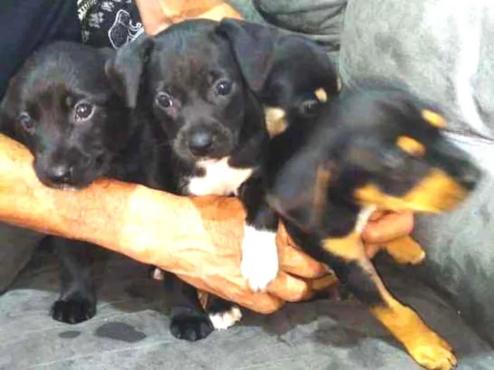 Cachorro ra a Vira Lata idade Abaixo de 2 meses nome [A escolher]