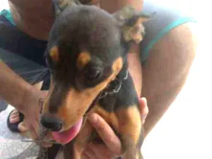 Cachorro raça PINSCHER idade 7 a 11 meses nome Sem nome