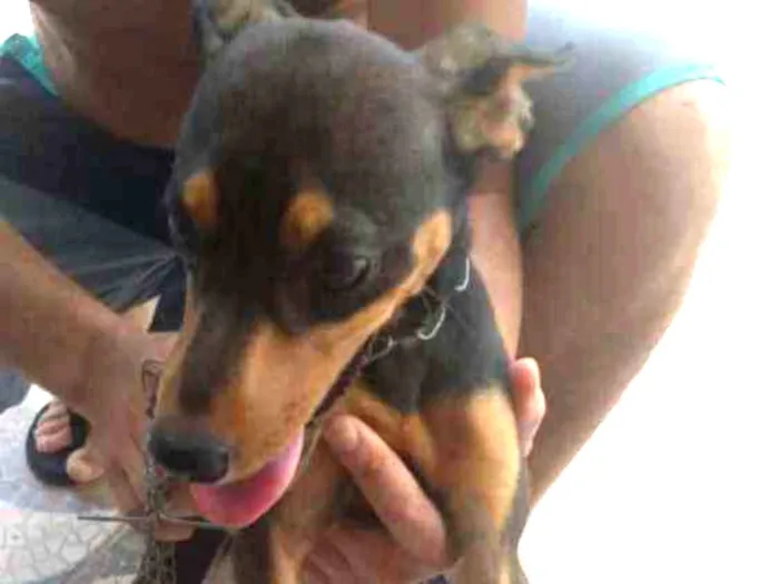 Cachorro ra a PINSCHER idade 7 a 11 meses nome Sem nome