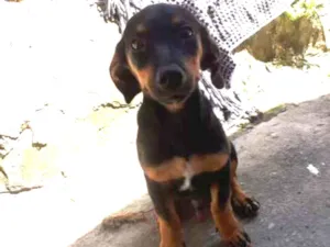 Cachorro raça Basset, (salsichichinha) idade 2 a 6 meses nome Charles