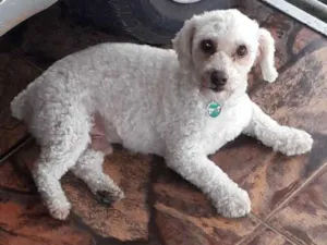 Cachorro raça Poodle idade 3 anos nome Cotton