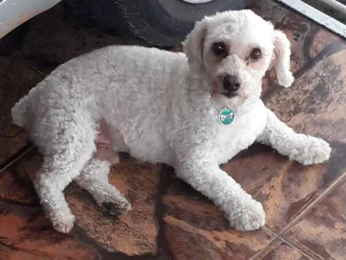 Cachorro ra a Poodle idade 3 anos nome Cotton