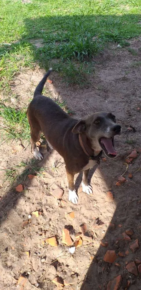 Cachorro ra a Srv idade 5 anos nome Meg